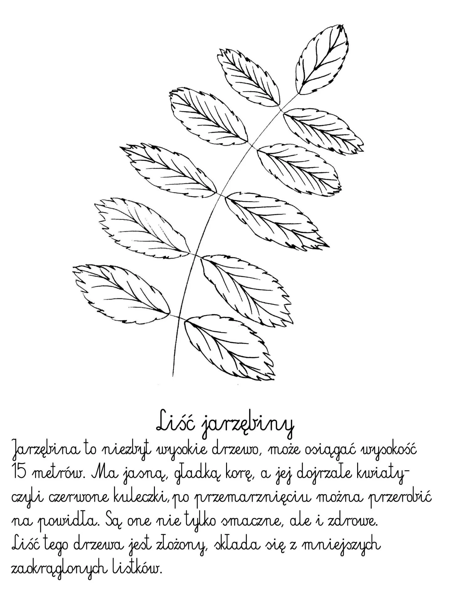 Rowan leaf coloring book with text Rowan leaf coloring book with text